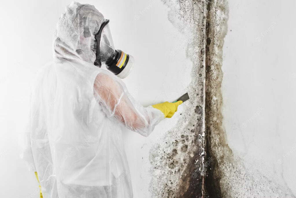 Mold Remediation Service at TopDown